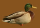 Chambre Canard