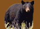 Chambre Ours